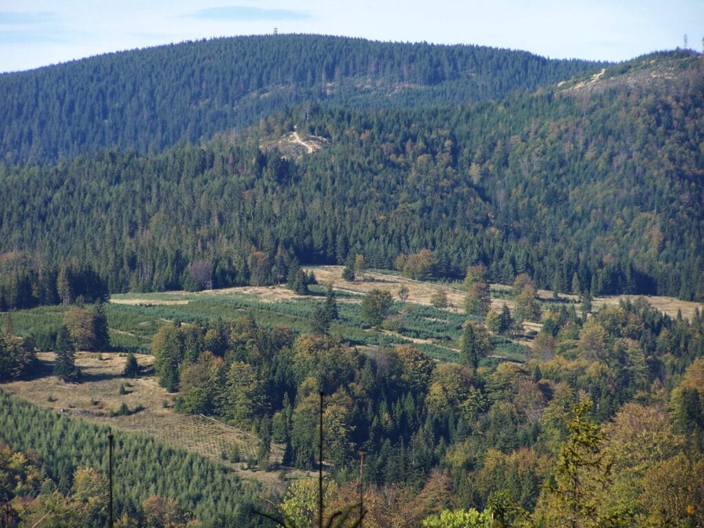 Radziejowa